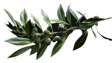 Olive Branch