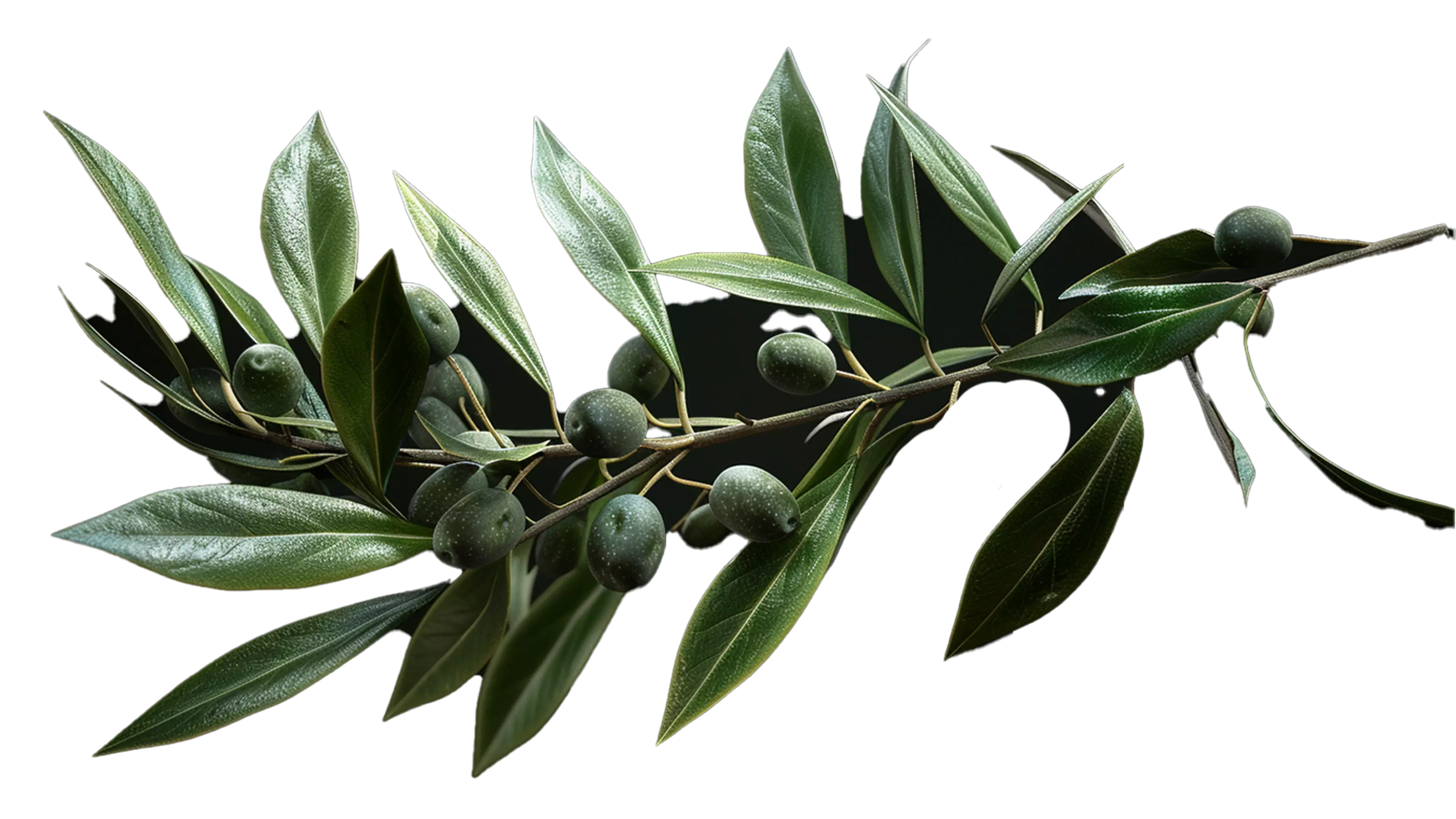 An olive branch