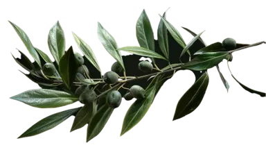 Olive Branch