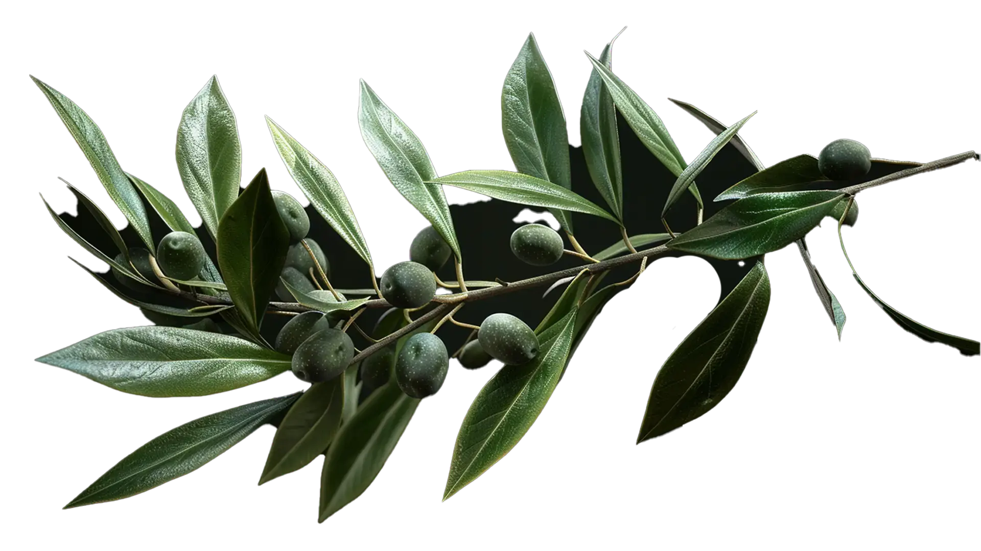An olive branch